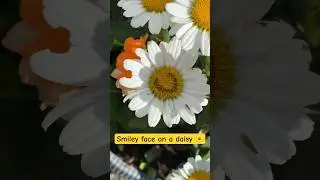 Smiley face on a daisy 🌼