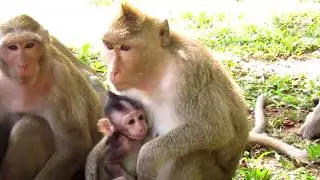 Baby Pinky So Starving, Monkey Penny Does Not Want Baby Milk | Baby Monkey Crying for Milk