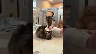 When Mom Says It's Bedtime 😂 Baby & Cat's Dramatic Meltdown! #FunnyBaby #CatAndBaby #BedtimeTantrum