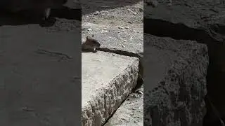 #creatures