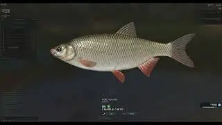 Fisher Online: Spinning-blitz Ide Tournament