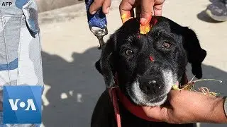 Dogs in Nepal are Celebrated During Kukur Tihar Festival