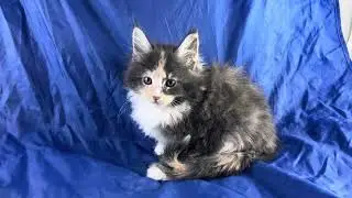 Whitney - Maine Coon blue tortie with white dual polydactyl available for sale #mainecoonkittens 