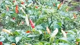 Tanaman cabe pak suami