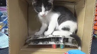 2021 J Excuse me! I'm trying to do a Hot Wheels Case Unboxing Video