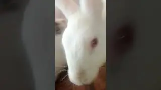 magic rabbit