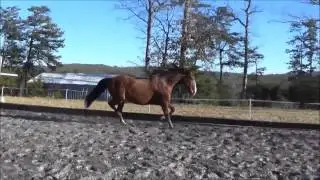 Zephyr - 2004 Lusitano Gelding at Liberty