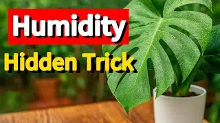 The Secret to Thriving Indoor Plants   Humidity Explained