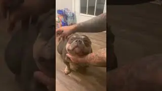 Smiling Pitbull getting his face brushed