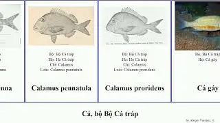 C&aacute;, bộ Bộ C&aacute; tr&aacute;p calamus fish penna auratus latus Pagrus Acanthopagrus v&agrave;ng dentex Archosargus