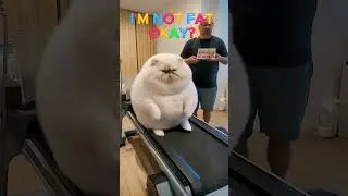 Fat Cat Problems 🤣🐱 #cat #animal #shorts