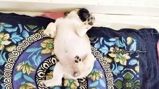 Pug puppy sleeping in weird positions /Dog sleeping in Funny positions compilation /  green home