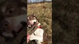 Chihuahua and Mittelspitz playing
