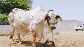 Shah Cattle Farm Highlight 2k19