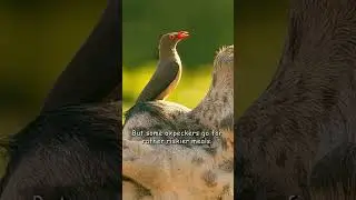 Oxpecker &mdash; the bird that lives on the backs of Africa&rsquo;s biggest beasts. #shorts #wildlife #nature