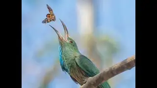 Trảu lớn ăn ong - Blue-bearded Bee-eater - Nyctyornis athertoni