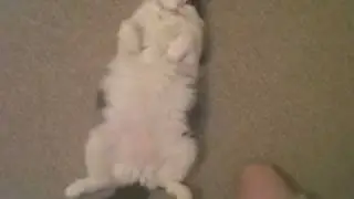 Benny Is So Freakin' Fat/re:The Mean Kitty Song