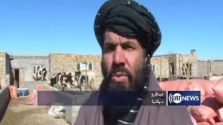 128 farms in Paktia: official| ده‌ها فارم گاو در پکتیا ساخته شده است