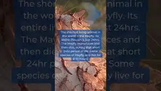 Did You Know?| Facts About Mayfly That Will be Blow Your Mind-Momad's Facts #shorts