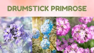 Drumstick Primrose || Information About Drumstick Primrose Flower || Nature's Beauty
