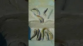 ✅Survival Skills: Build Fish Trap By Muddy 🐠 soil #bushcraft #camping #survival #outdoors