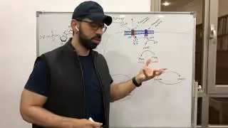 Cyclic AMP Pathway