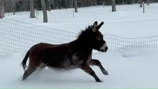 Donkey vs Horse: Surprising Differences You Didn&rsquo;t Know!