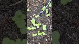 Summer Vegetable Garden coming up #SeedNJoy #Seeds #sproutingseeds
