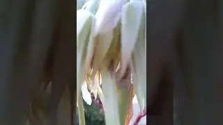 HELADAS DE DICIEMBRE SOBRE LAS PLANTAS