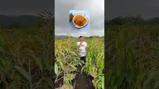 DURIAN TREE VARIANTS