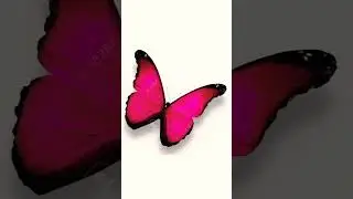 Which Butterfly 🦋 Colour You Like ❤️ / # Shorts #
