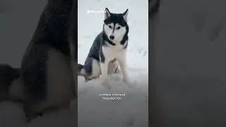 Почему от хаски отказываются владельцы? #хаски