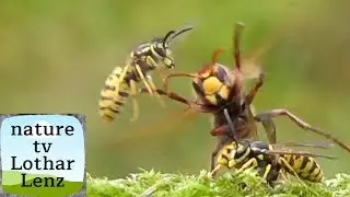 hornets and wasps attack each other. Hornissen und Wespen greifen gegenseitig an