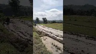 Momen Damai: Petani & Bangau di Sawah #alam #healing #alamindonesia #pemandanganalam