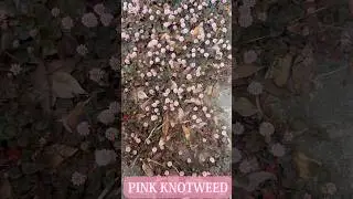 PINK KNOTWEED, CUTE AND SMALL SPRING FLOWER. #youtube