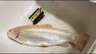 Lightning trout fishing with the NEW Notorious custom jigs stickbait at Lake Camanche south shore