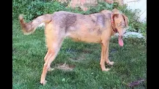 i put minecraft cave sounds over cursed dog panoramas #shorts