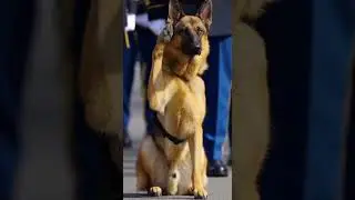 &ldquo;✔The Child Saluted First&hellip; The Dog Answered 🇺🇸🦮 #MilitaryParade #ViralShorts #dog #army  #loyalty