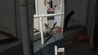 brinquedo da Mel#pets