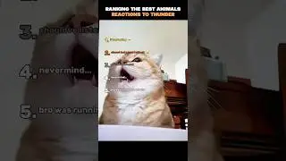 РЕЙТИНГ ЛУЧШИХ РЕАКЦИЙ ЖИВОТНЫХ НА ГРОМ