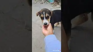 Daisy:এদের প্রতি একটু বেশিই ভালোবাসা তোর😡#minivlog #shorts #reels #viral #funny #cute #dog #daisy
