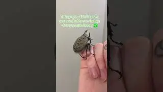 🥹🪲some cute beetle to make your day better! #beetle #bug #bugs #insects #cute #funny #comedy