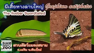 Ep.29 ผีเสื้อหางดาบใหญ่ The Fivebar Swordtailed, Graphium antiphates nebulosus  (Butler, 1881)