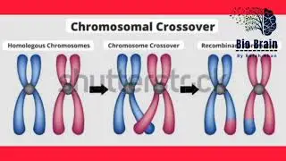 Histology,homeostasis,homologous chromosome,horticulture,human genome project,hydrophytes,hypothesis