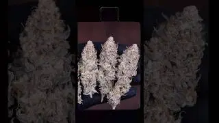 Organic Holy Bananas 🍌 Full Grow Cycle | Gaia Green