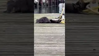 A sweet little Otter family in Port Townsend.