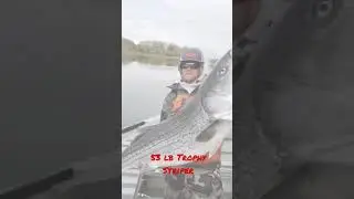 Trophy Striper Fishing On The Sacramento River