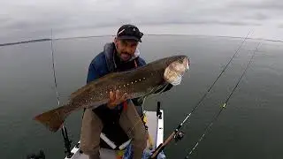 Dia de grandes picadas e corvina de 11 kilos.