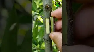 Best grafting technique for grafting fruit plants grafting technique #satisfying #relaxing #asmr