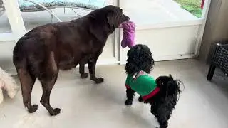Charlie 🩷🩷 Luggy taking Peep Toy with him 